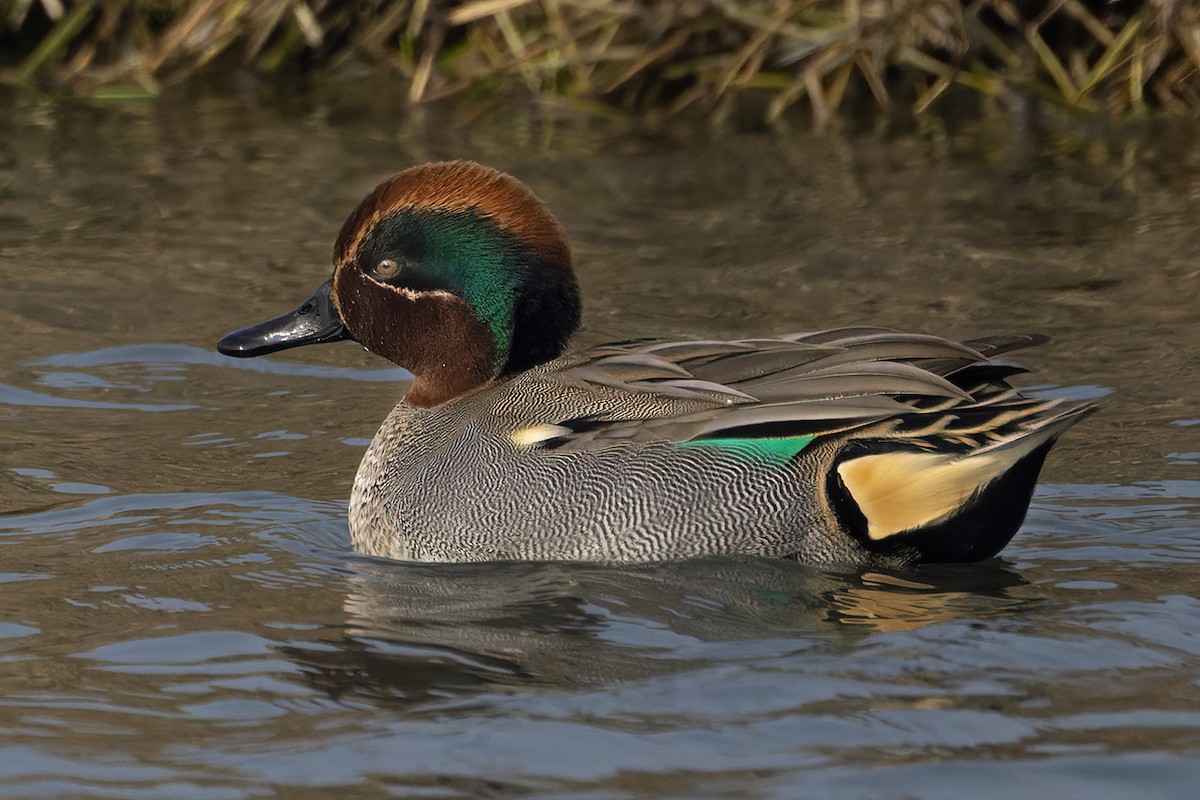 Green-winged Teal - ML615420357