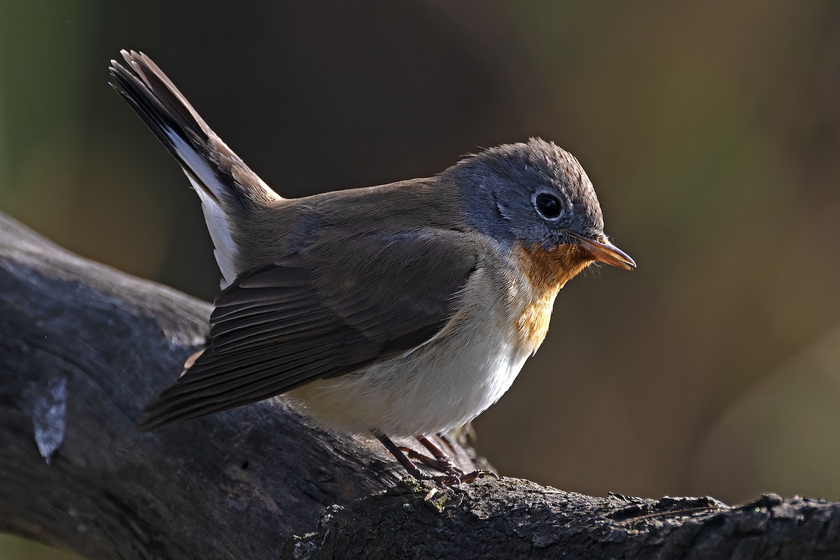 Red-breasted Flycatcher - ML615420417