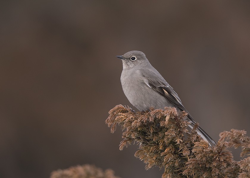 Townsend's Solitaire - ML615420488