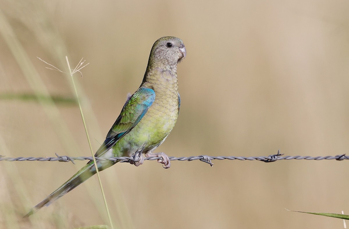 Red-rumped Parrot - ML615420584