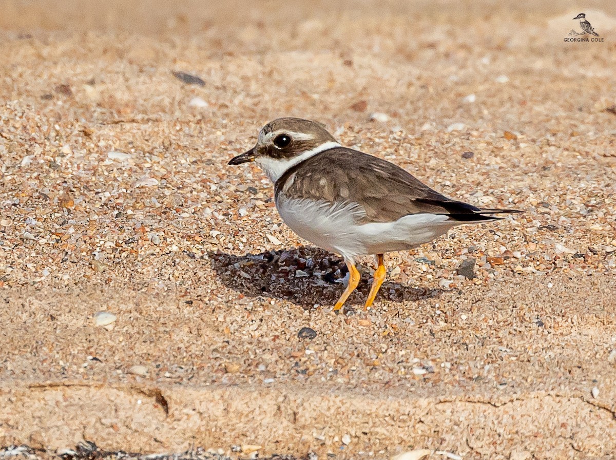 Common Ringed Plover - ML615420665