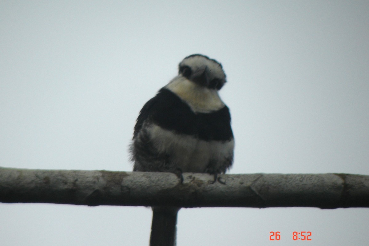 White-necked Puffbird - Bob Hargis