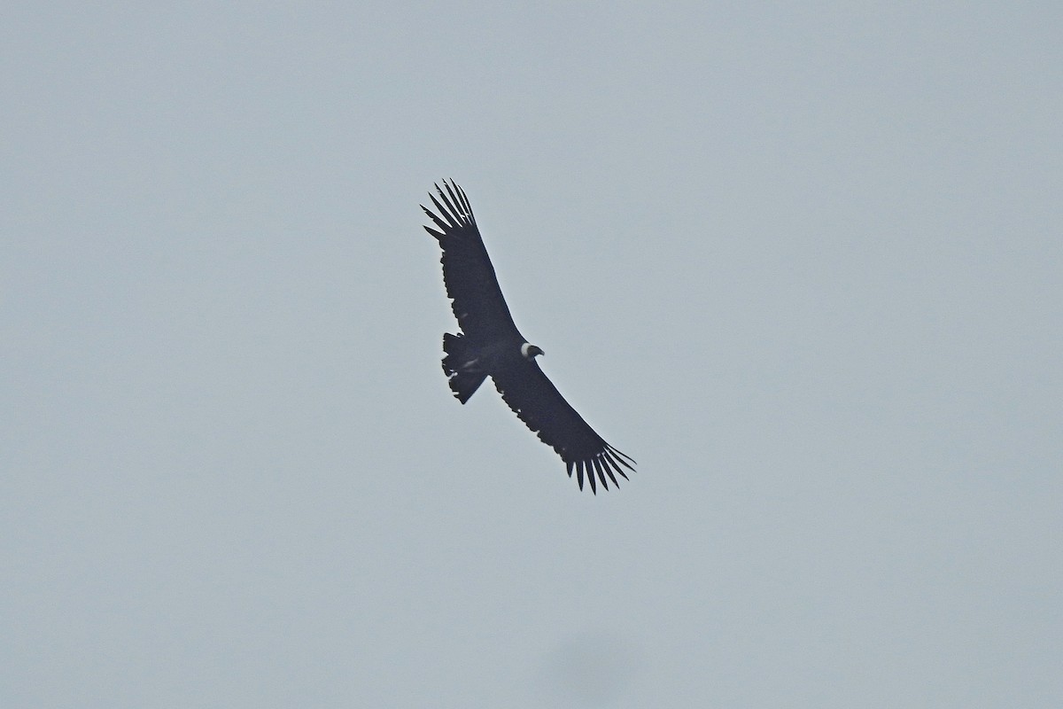 Andean Condor - ML615421120