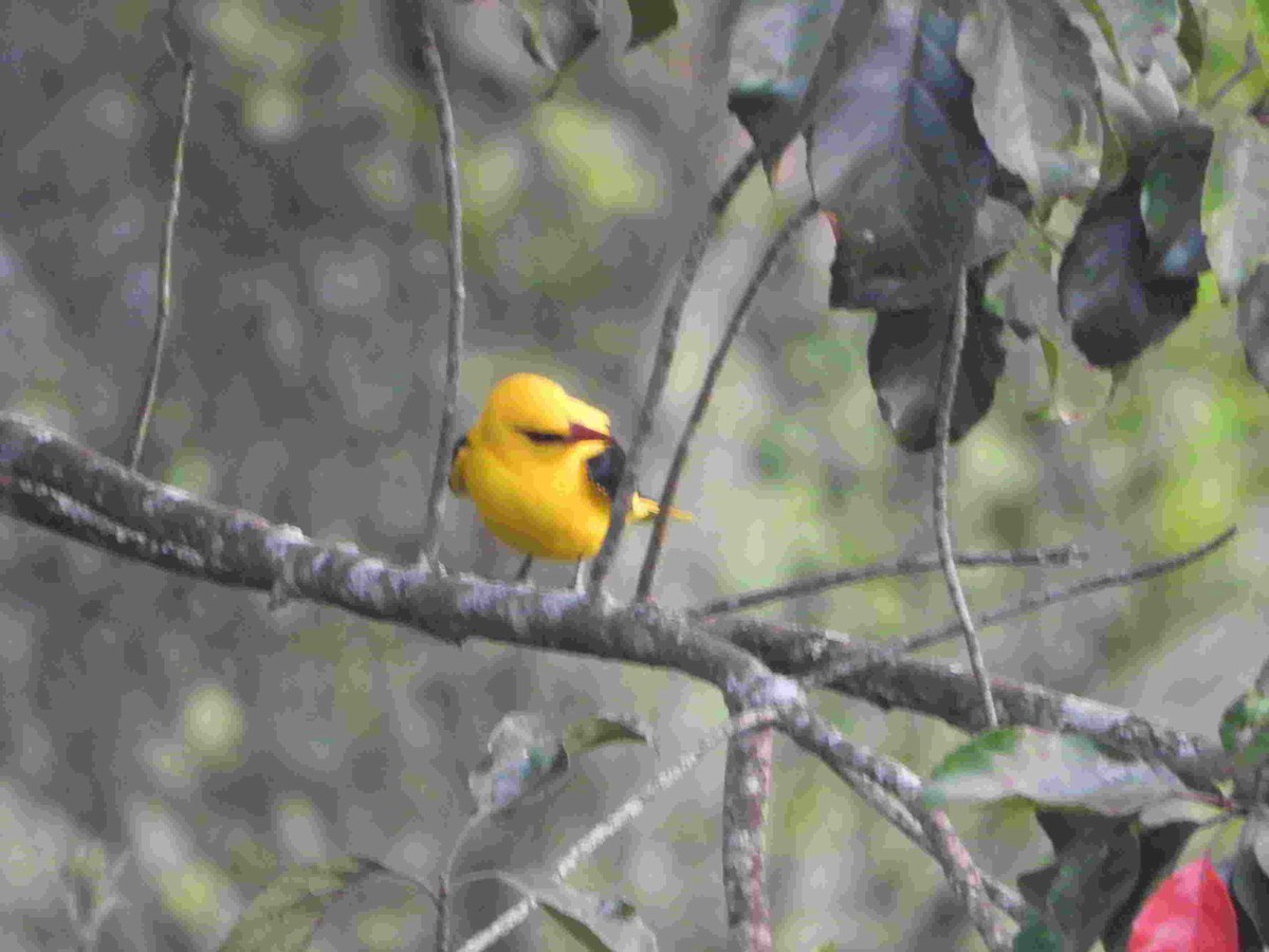 Indian Golden Oriole - ML615421217