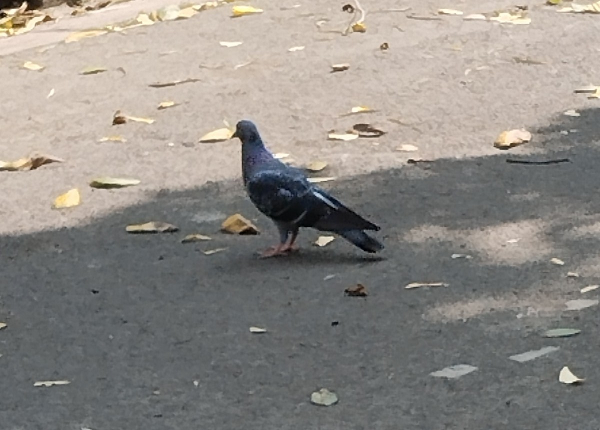 Rock Pigeon (Feral Pigeon) - ML615421331