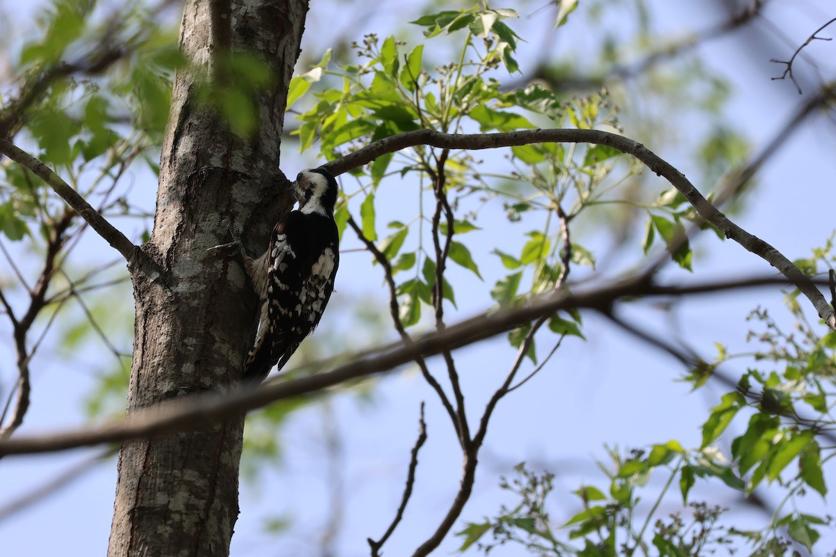 Gray-capped Pygmy Woodpecker - ML615421388