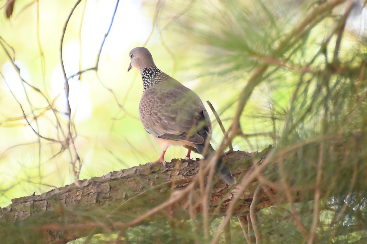 Spotted Dove - ML615421567