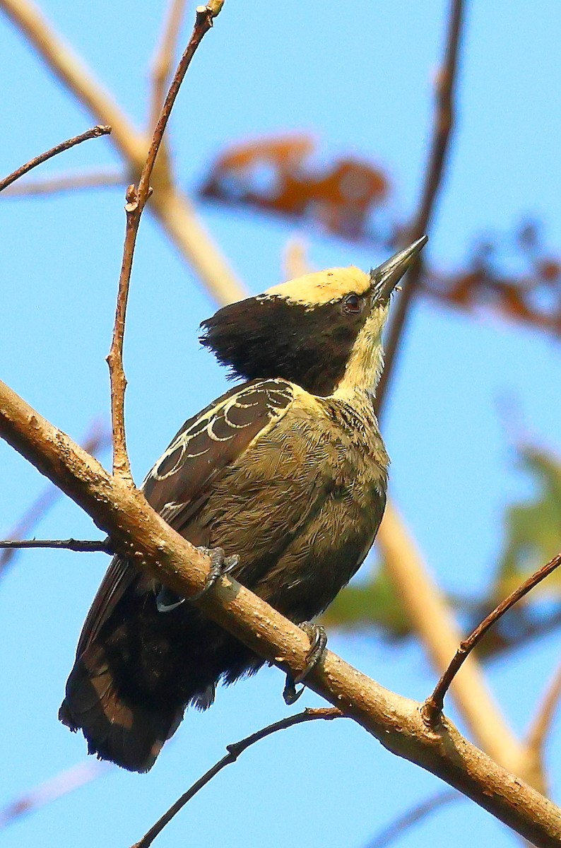 Heart-spotted Woodpecker - Shashidhar Joshi