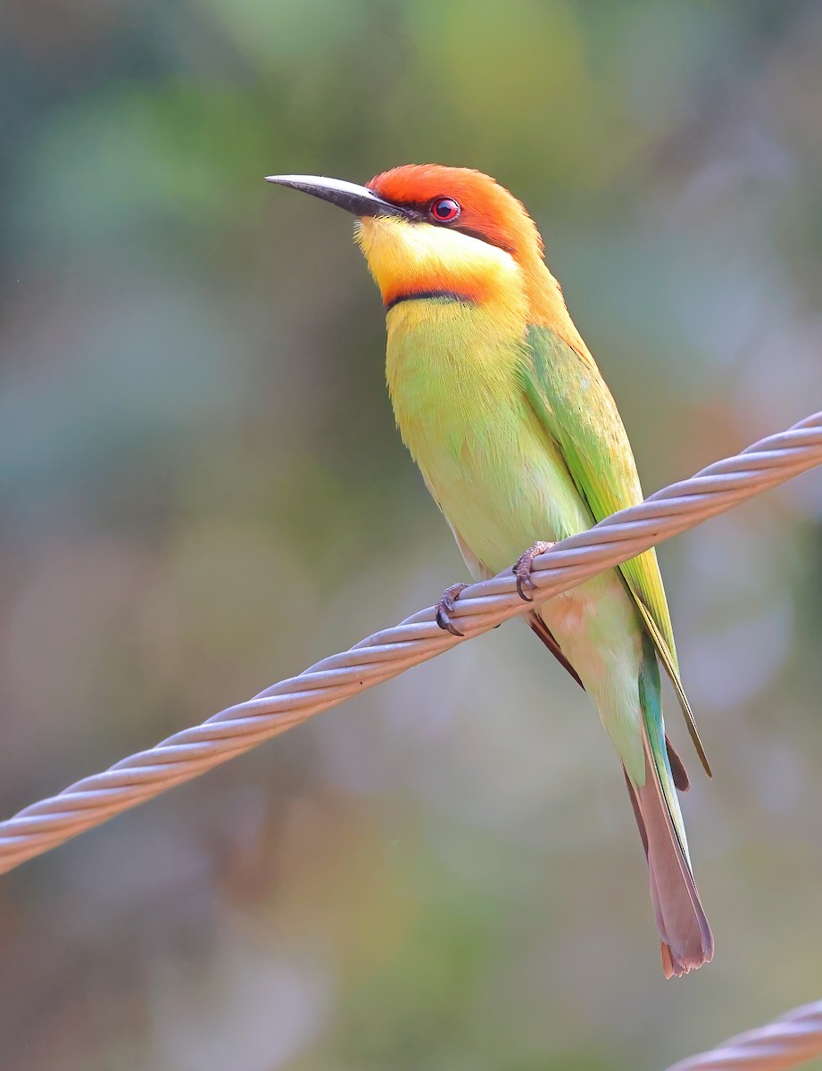 ML615421667 - Chestnut-headed Bee-eater - Macaulay Library