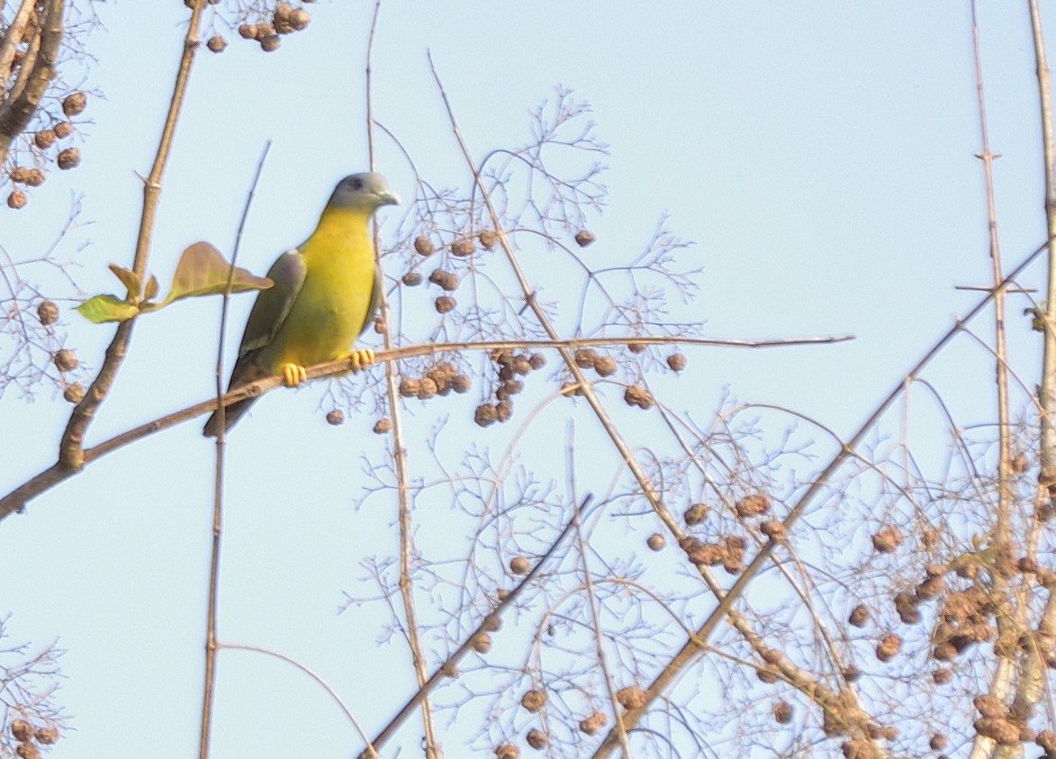 Yellow-footed Green-Pigeon - ML615421742