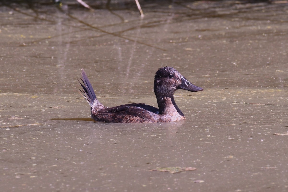 Andean Duck - ML615421817