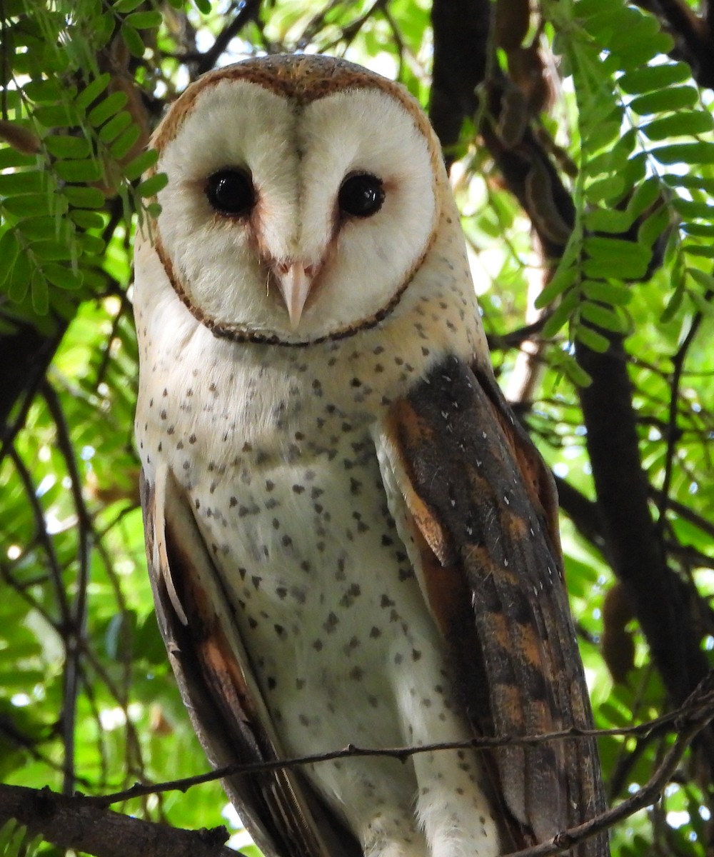 Barn Owl (African) - ML615421832
