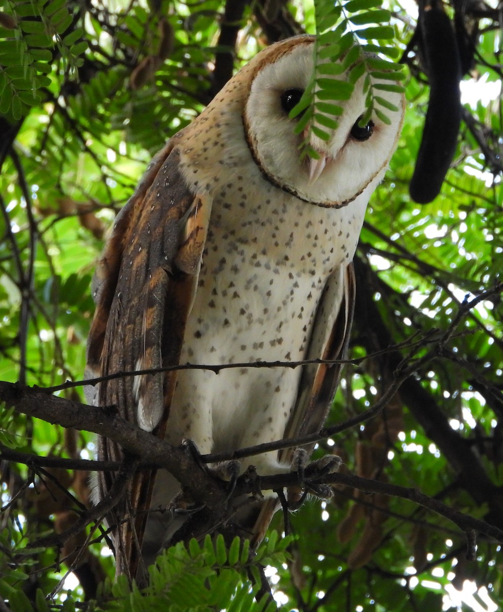 Barn Owl (African) - ML615421833