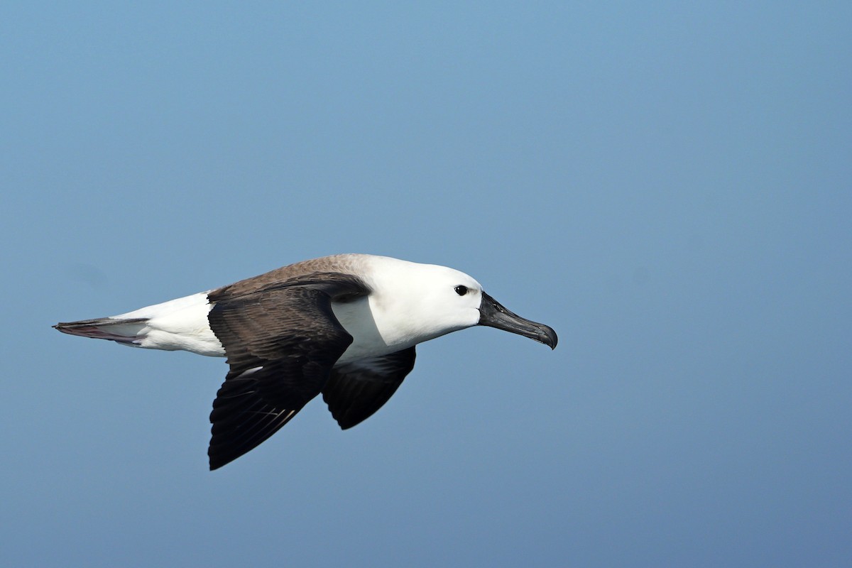 Indian Yellow-nosed Albatross - ML615422176
