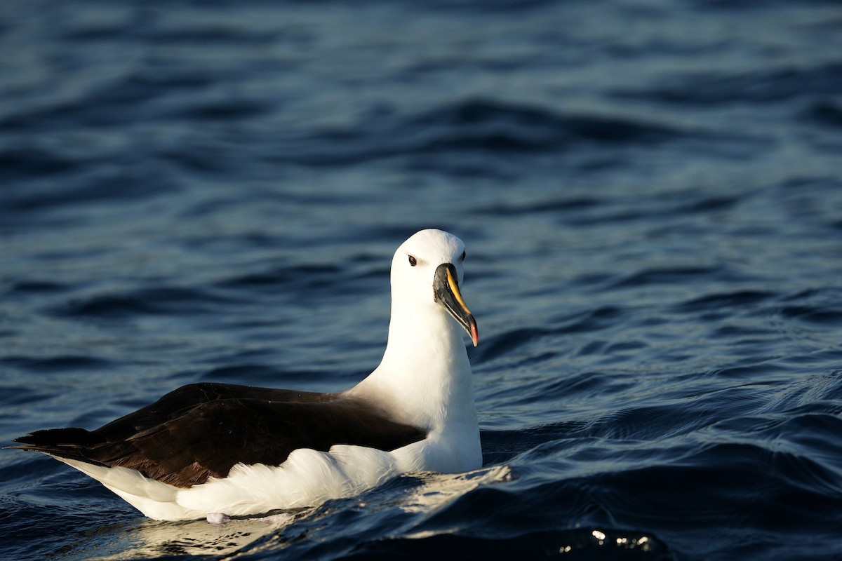 Indian Yellow-nosed Albatross - ML615422178