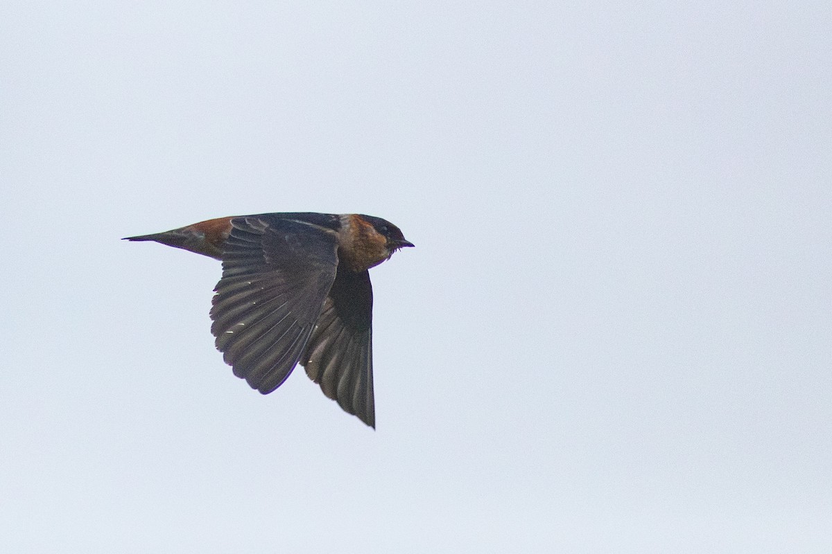 Cave Swallow - ML615422588