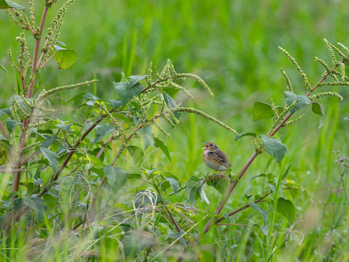 Grasshopper Sparrow - ML615422591