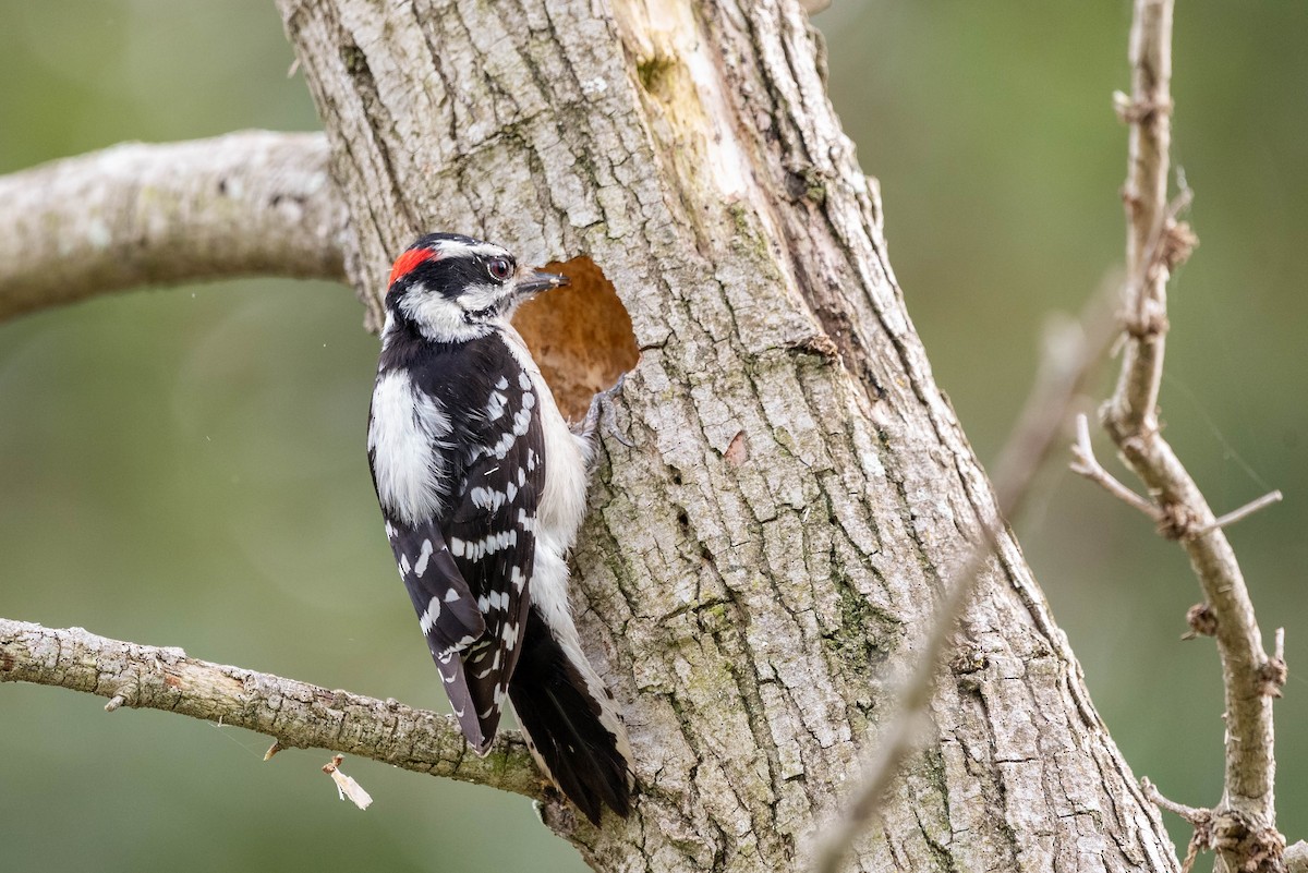 Downy Woodpecker - ML615422657