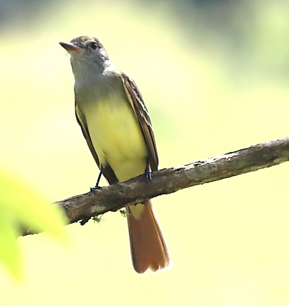 Great Crested Flycatcher - ML615422797
