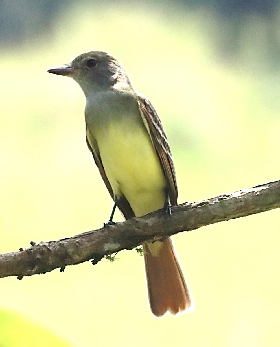 Great Crested Flycatcher - ML615422798