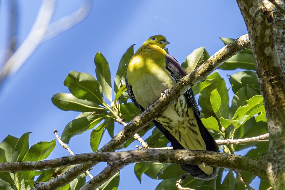 White-bellied Green-Pigeon - ML615422823