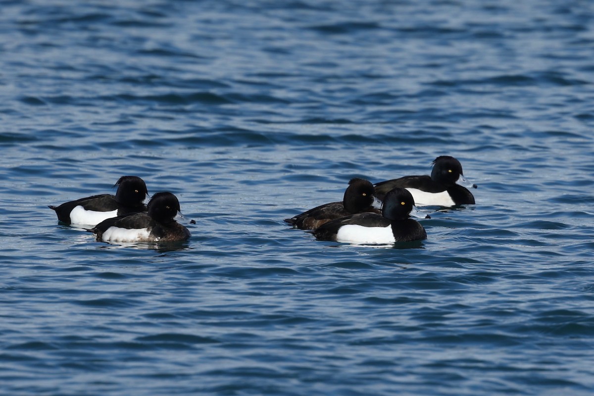 Tufted Duck - ML615422845