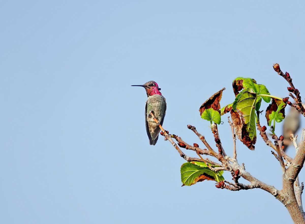 Anna's Hummingbird - Lenka Steuter