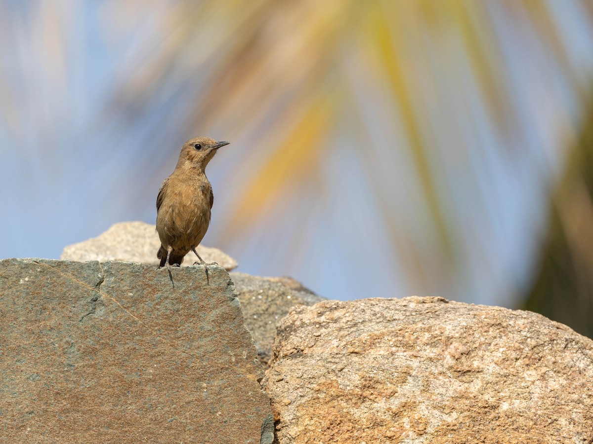 Brown Rock Chat - Adithya Bhat