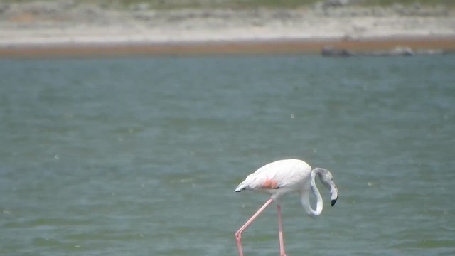 Greater Flamingo - ML615423081