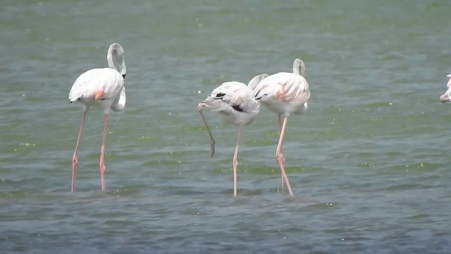 Greater Flamingo - ML615423082