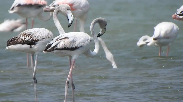 Greater Flamingo - ML615423092