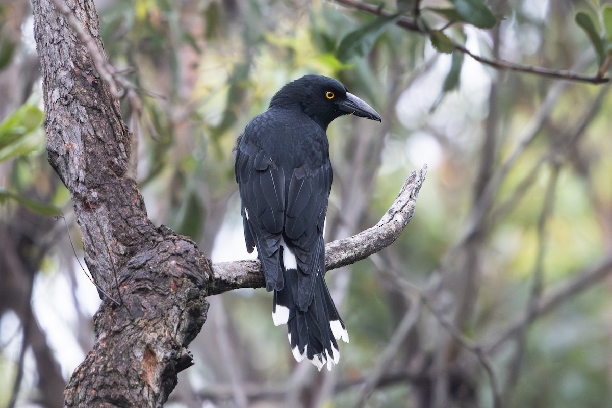 Pied Currawong - ML615423145
