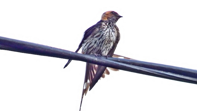 Lesser Striped Swallow - ML615423153