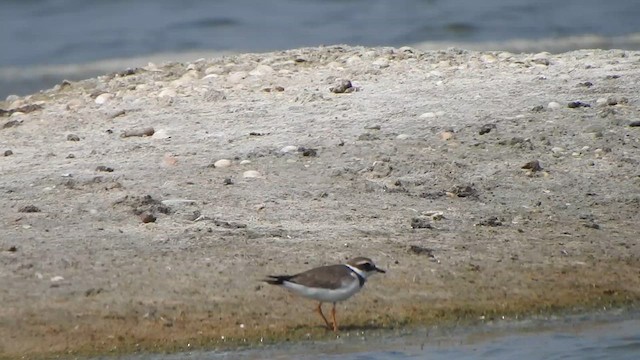 Common Ringed Plover - ML615423157