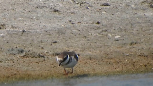 Common Ringed Plover - ML615423158