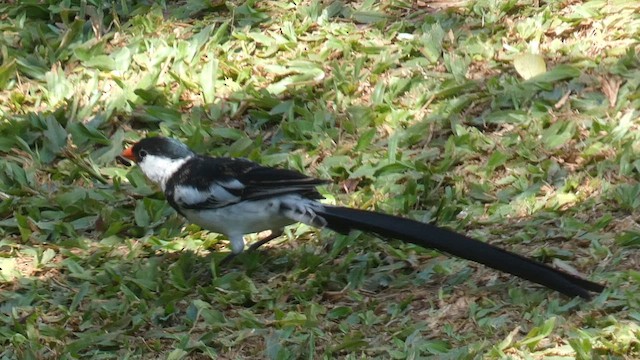 Pin-tailed Whydah - ML615423204