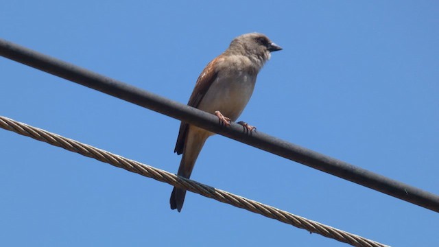 Northern Gray-headed Sparrow - ML615423209