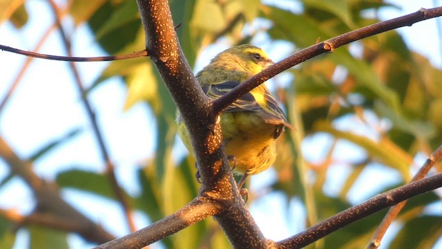 Yellow-fronted Canary - ML615423213