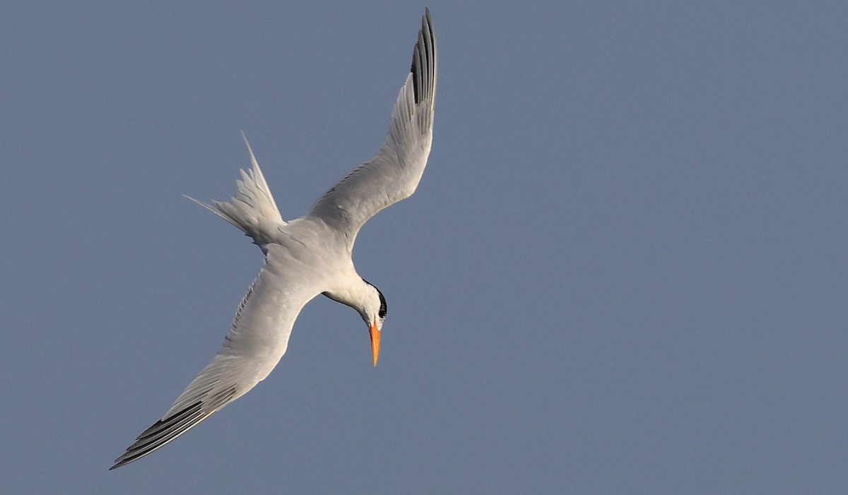 West African Crested Tern - ML615423350