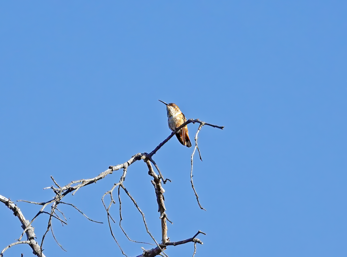 Allen's Hummingbird - ML615423436