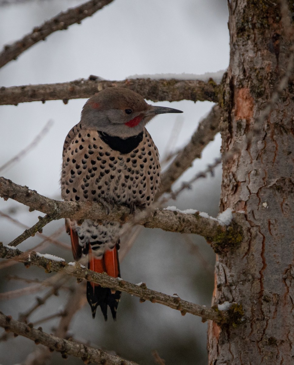 Northern Flicker (Red-shafted) - ML615423674