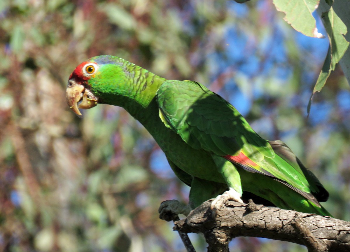 Red-crowned Parrot - Rod Higbie