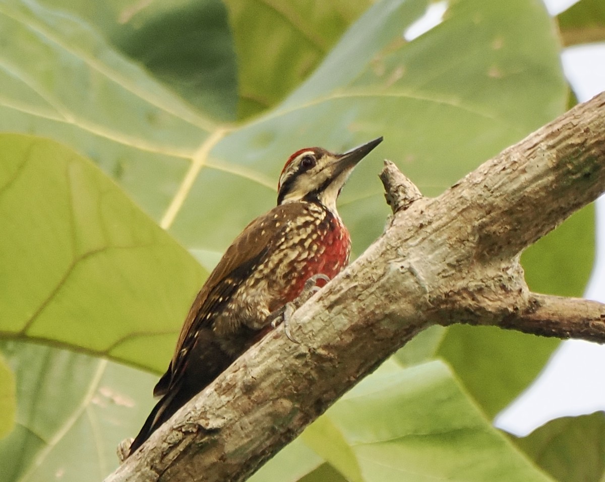 Fire-bellied Woodpecker - ML615423807