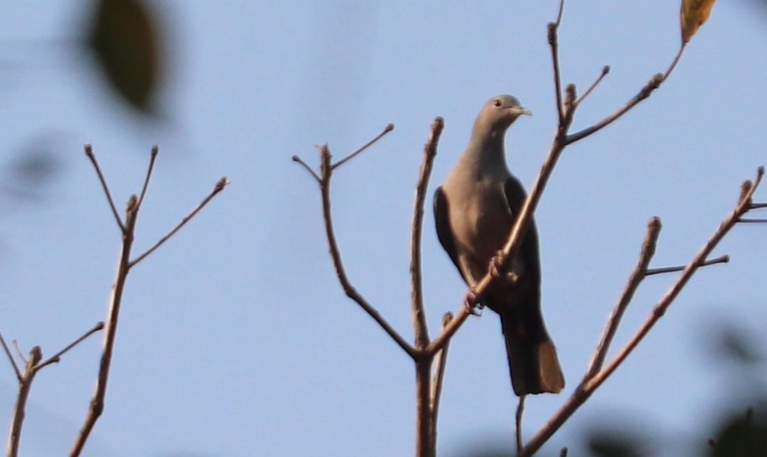 Green Imperial-Pigeon - ML615423966