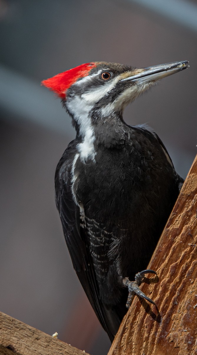 Pileated Woodpecker - ML615424019