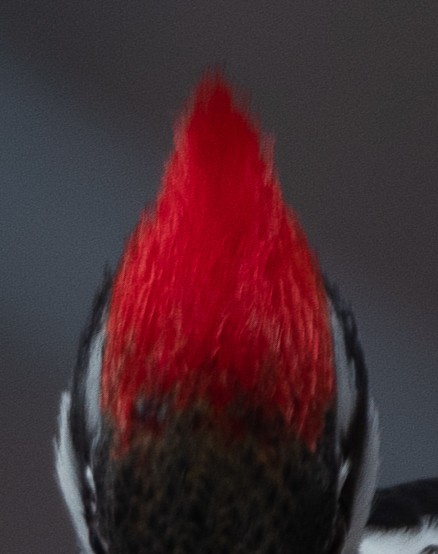 Pileated Woodpecker - ML615424021