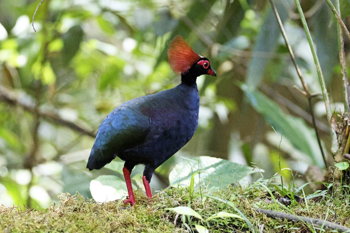 Crested Partridge - ML615424375