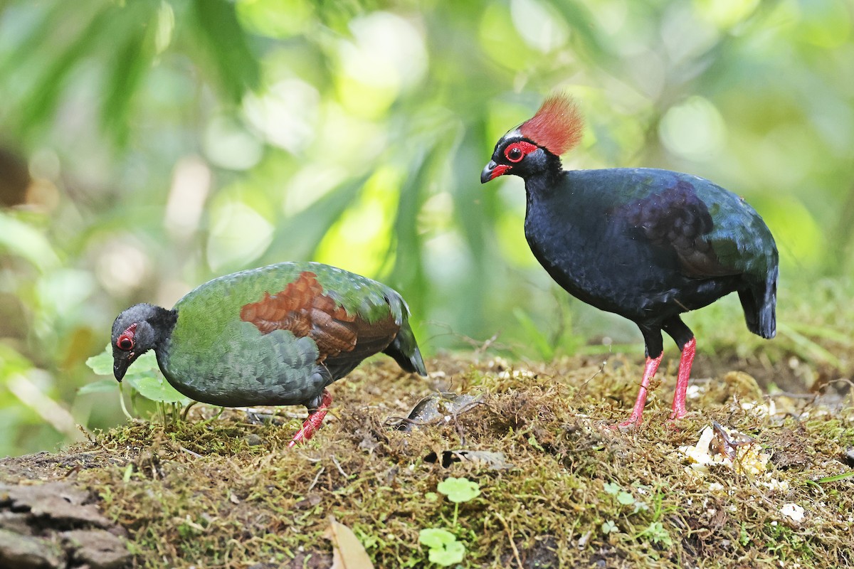 Crested Partridge - ML615424496