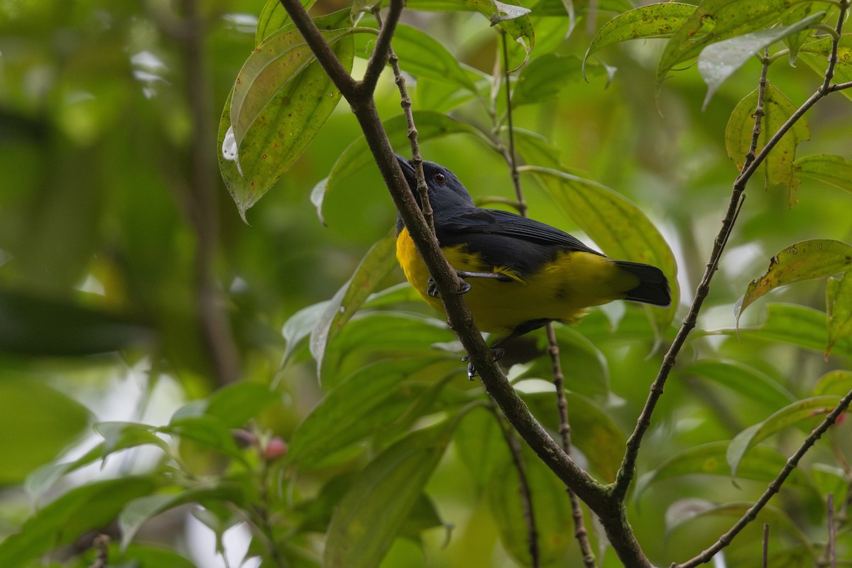 Blue-and-gold Tanager - ML615424811
