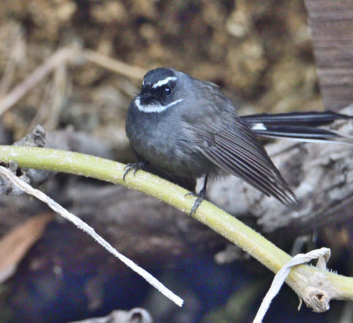 White-throated Fantail - ML615424963